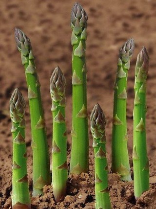 img-1: Спаржа Аржентельская - ООО «Семена Тут»