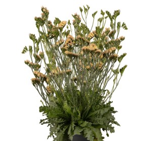 Статица Хипстер Эприкот [1000 шт] - ООО «Семена Тут»