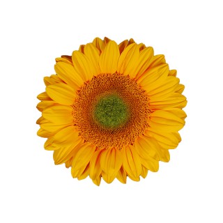 Подсолнечник Винсент F1 Фреш DMR [1000 шт] - ООО «Семена Тут»