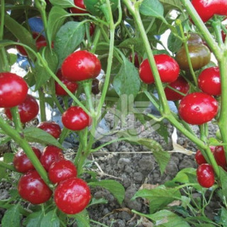 img-0: Перец Огненный Шар - ООО «Семена Тут»