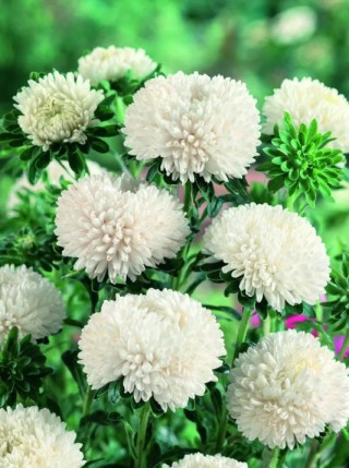 img-2: Астра Бьютифул Дэй Креми Вайт [3 гр] - ООО «Семена Тут»