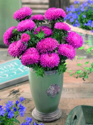 img-1: Астра Бьютифул Дэй Бриллиант Роуз [3 гр] - ООО «Семена Тут»