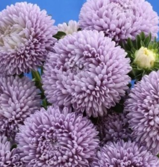 img-0: Астра Бьютифул Дэй Лавендер [3 гр] - ООО «Семена Тут»