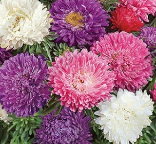 Астра низкорослая Хризантемовидная (смесь сортов) - ООО «Семена Тут»