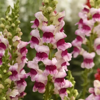 img-0: Львиный зев Потомак (группа 3,4) Пламблоссом [1000 шт] - ООО «Семена Тут»