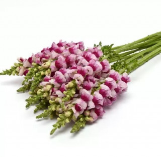 img-1: Львиный зев Потомак (группа 3,4) Пламблоссом [1000 шт] - ООО «Семена Тут»