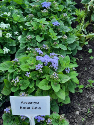 img-2: Агератум Кона Блю [1000 драже] - ООО «Семена Тут»