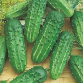 img-0: Огурец Аист - ООО «Семена Тут»