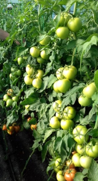 img-2: Томат Аксель F1 - ООО «Семена Тут»