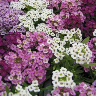 img-0: Алиссум Мэджик циклес микс - ООО «Семена Тут»