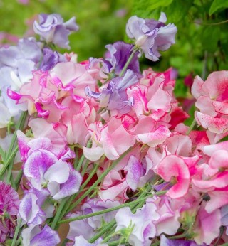 Душистый горошек Анвинс Страйп - ООО «Семена Тут»