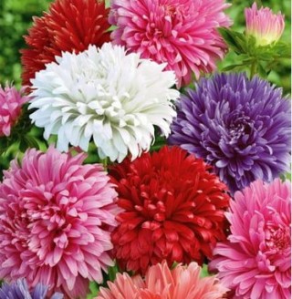 Астра Аполлония (смесь окрасок) - ООО «Семена Тут»