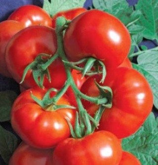 Томат Баллада - ООО «Семена Тут»