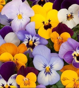 Фиалка рогатая Бамбини (смесь сортов) - ООО «Семена Тут»