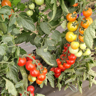 Томат Бамбола F1 - ООО «Семена Тут»