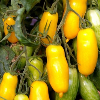 img-0: Томат Банановые ноги F1 - ООО «Семена Тут»