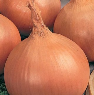 Лук репчатый Бастион - ООО «Семена Тут»