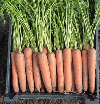 Морковь Бермуда F1 (фракция: 1,6-1,8 мм) - ООО «Семена Тут»