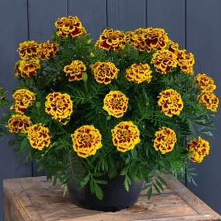 Бархатцы отклоненные Манго Танго [1000 шт] - ООО «Семена Тут»