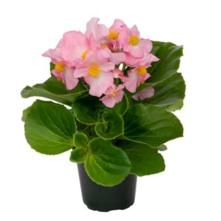 Бегония Мега Кул Пинк [1000 драже] - ООО «Семена Тут»