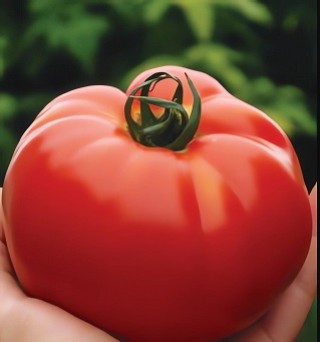 img-0: Томат Биг Биф F1 - ООО «Семена Тут»