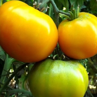 img-0: Томат Ананас Бильбао - ООО «Семена Тут»