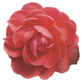 img-1: Бегония клубневая Иллюминейшн Салмон Пинк [500 драже] - ООО «Семена Тут»