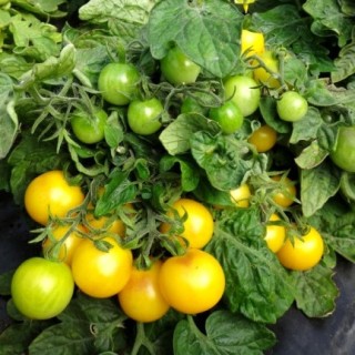 img-0: Томат Бушмен желтый F1 - ООО «Семена Тут»