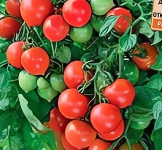 Томат Рябиновые бусы - ООО «Семена Тут»