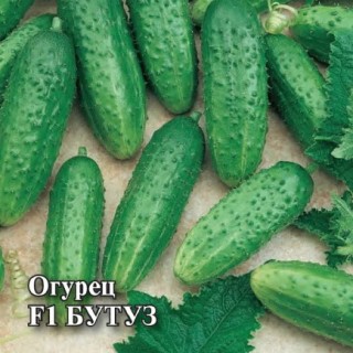 Огурец Бутуз F1 - ООО «Семена Тут»
