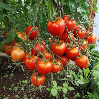 Томат Юбилейный Тарасенко - ООО «Семена Тут»