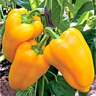 img-0: Перец Золотая осень - ООО «Семена Тут»