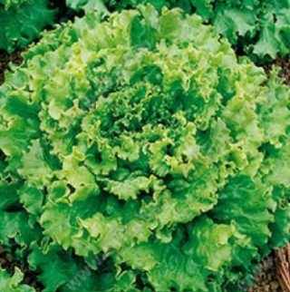 img-1: Салат Чародейка - ООО «Семена Тут»