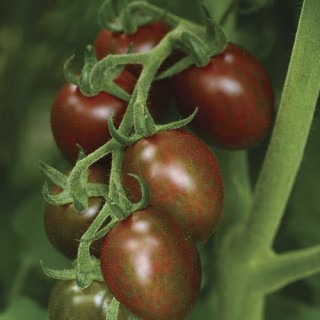 Томат Чоко Беби Плам F1 - ООО «Семена Тут»