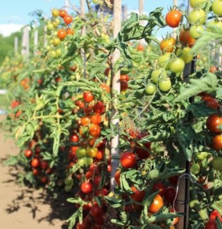 img-0: Томат Дачное лакомство - ООО «Семена Тут»