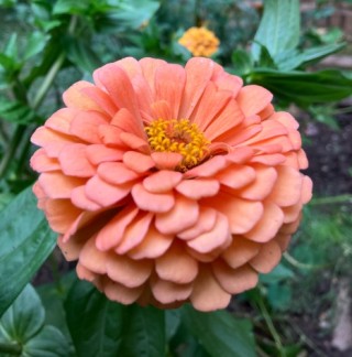 Цинния георгиноцветковая Эльдорадо Салмон - ООО «Семена Тут»