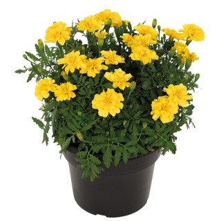 img-0: Бархатцы отклоненные Милли Ванилли [1000 шт] - ООО «Семена Тут»