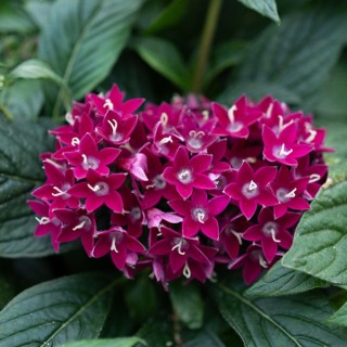 img-1: Пентас Граффити Неон Плам [1000 драже] - ООО «Семена Тут»