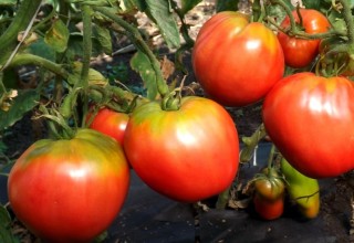img-1: Томат Фудзияма F1 - ООО «Семена Тут»