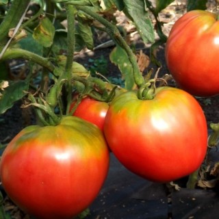 img-0: Томат Фудзияма F1 - ООО «Семена Тут»