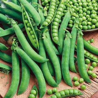 Горох Первенец - ООО «Семена Тут»