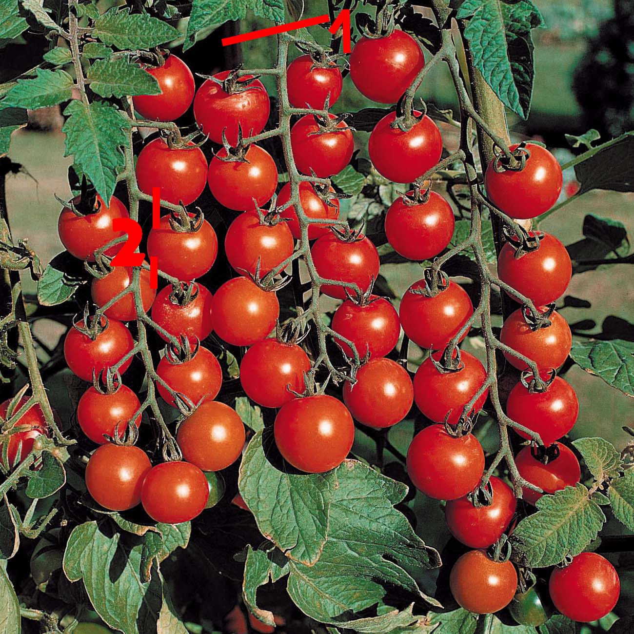 Первые семена томаты. Черри Блосэм f1. Томат-черри Блосэм" f1. Семена томат-черри «черри Блосэм» f1. Помидоры черри Блосэм.