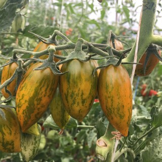 Томат Счастливый тигр - ООО «Семена Тут»