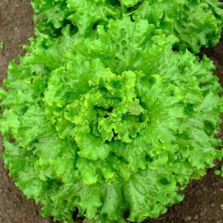 Салат Скоморох - ООО «Семена Тут»