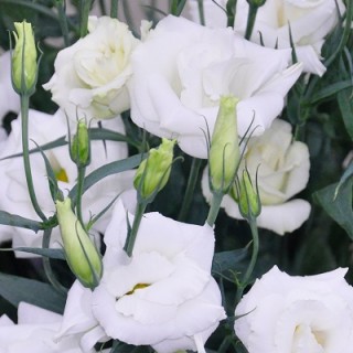 Эустома Арена 4 Вайт [1000 драже] - ООО «Семена Тут»