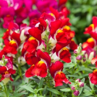 img-0: Львиный зев Крэкл энд Поп Ред Биколор [1000 шт] - ООО «Семена Тут»