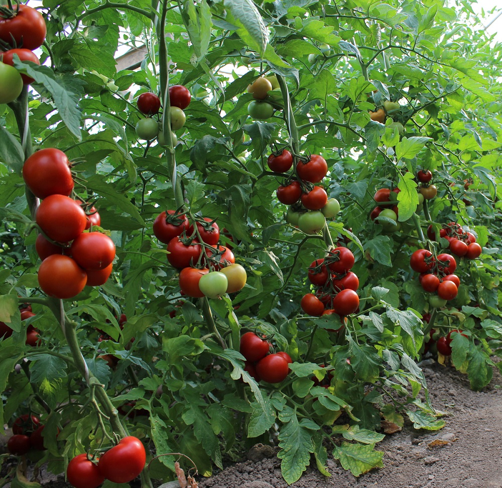 Томат киото характеристика и описание сорта отзывы