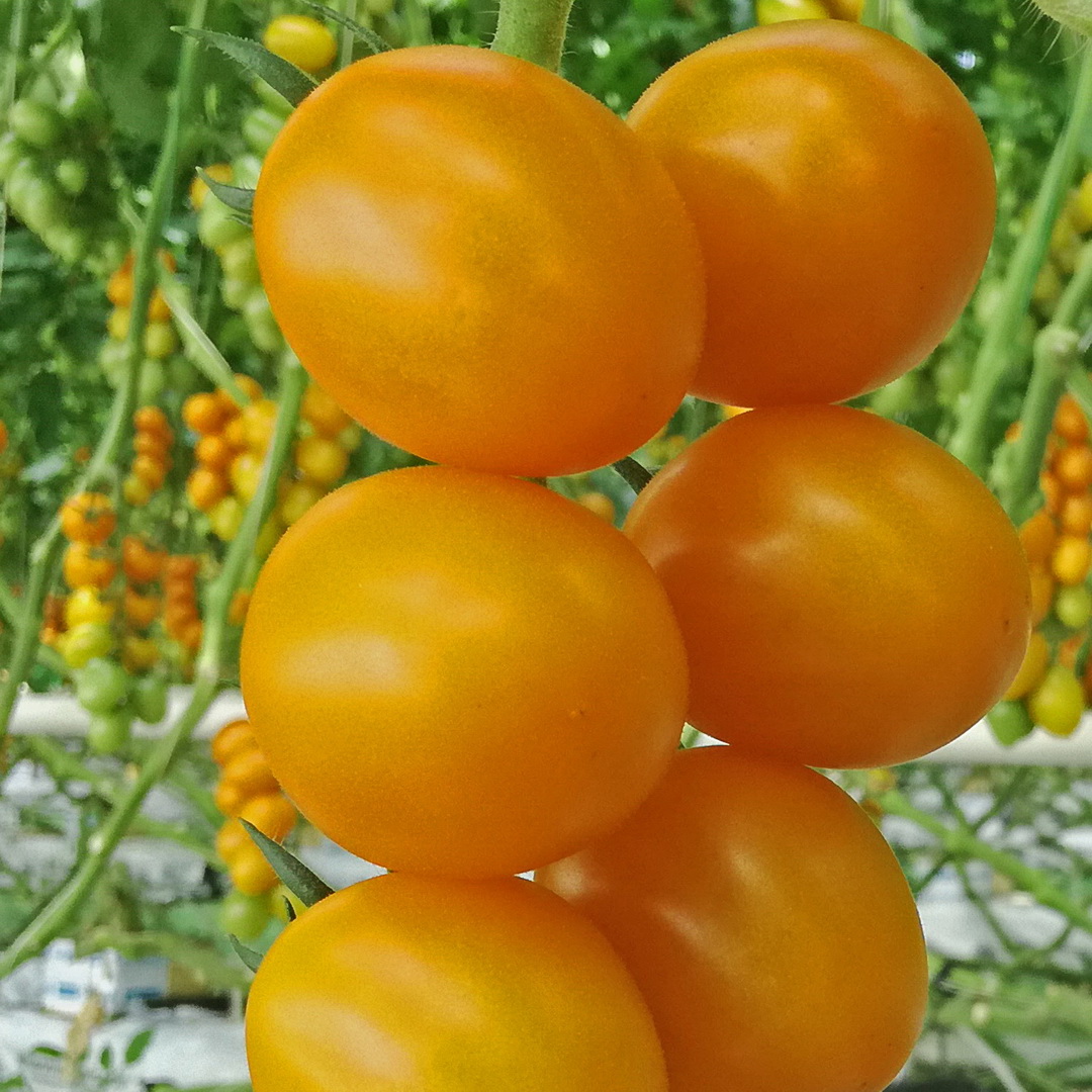 Голд Раш помидоры