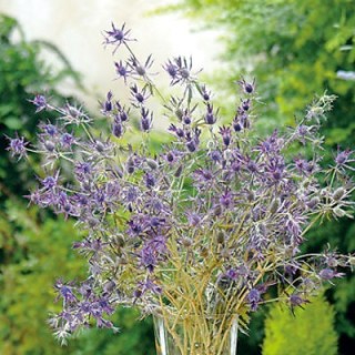 img-0: Синеголовник Пурпл Шин [1000 шт] - ООО «Семена Тут»