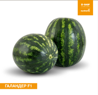 Арбуз Галандер F1 - ООО «Семена Тут»